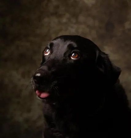 Casa De Cece Kwatera prywatna Lagoa (Algarve)