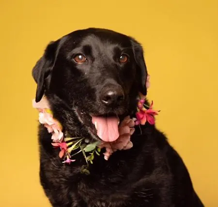 Casa De Cece Kwatera prywatna Lagoa (Algarve)